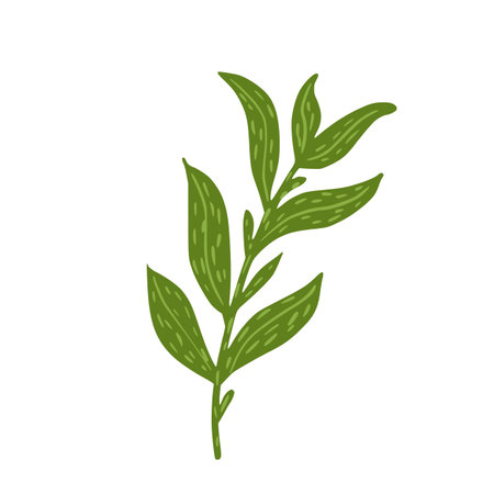 Twig with leaves isolated on white background. Sketch botanical plant. Doodle vector illustration.のイラスト素材