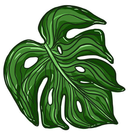 Outline green monstera plant leaves. Tropical palm leaf isolated on white background. Vector illustrationのイラスト素材