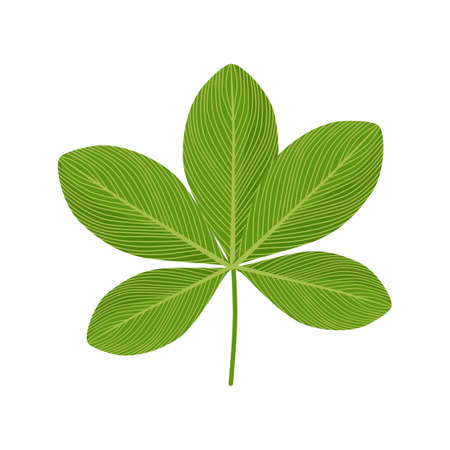 Hand drawn tropical leaves. Floral element isolated. Print, poster design. vector illustrationのイラスト素材