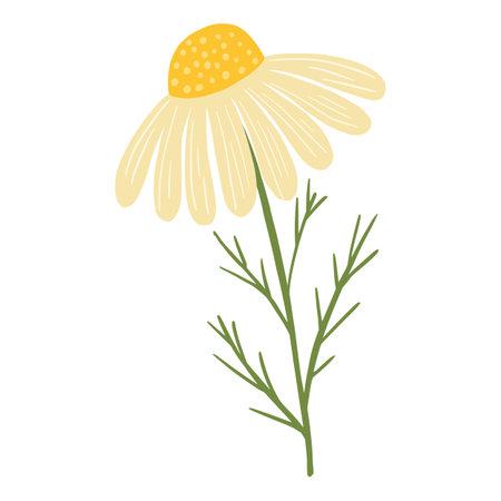 Chamomile flower isolated on white background. vector illustration.のイラスト素材