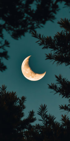 Crescent moon framed by silhouetted tree branches against a clear night sky.の素材