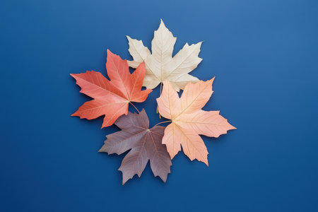 Colorful maple leaves arranged on a blue background showcasing autumn foliage and seasonal nature details.の素材