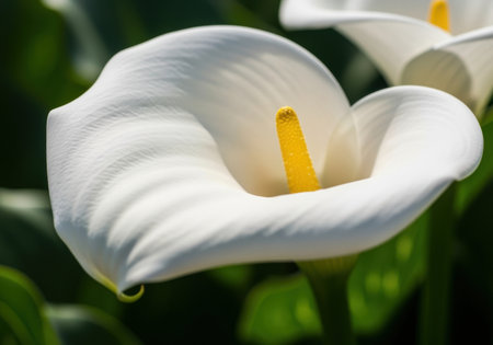 Elegant white calla lily in full bloom with vibrant yellow spadix highlighted by natural sunlight and lush green background.の素材