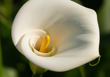 Elegant white calla lily in full bloom highlighted by natural sunlight with vibrant yellow spadix and lush green background.の素材