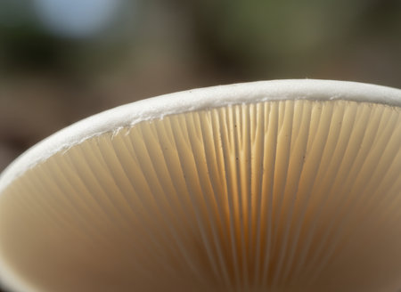Close up view of a wild mushroom gills outdoors highlighting delicate textures and natural forest details in soft daylight.の素材