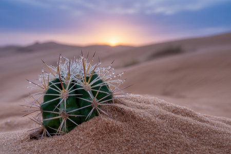 Close up green cactus with morning dew in arid desert sand as sunrise paints soft light on rolling dunes in the background.の素材