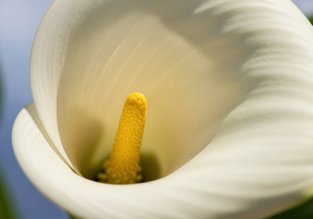 Close up of elegant white calla lily flower with smooth petals and yellow spadix in natural daylight, spring botanical beauty.の素材