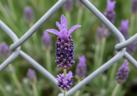 Single lavender flower blooming behind a metal fence, vibrant purple petals contrasting with the soft green blurred background.の素材