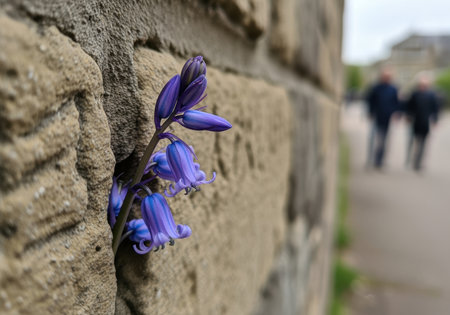 Vibrant bluebell flower blooming from a weathered stone wall outdoors with blurred pedestrians in the background.の素材