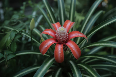 Vibrant red bromeliad flower with fresh water droplets surrounded by lush green foliage in a tropical garden setting.の素材