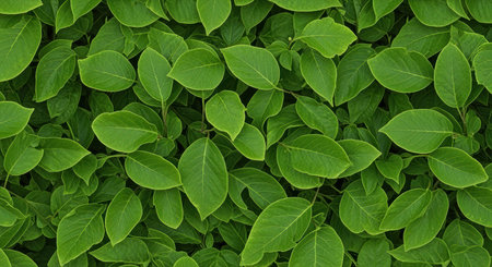 Lush green foliage background of vibrant fresh leaves forming dense natural plant pattern.の素材