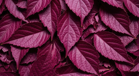 Vibrant burgundy leaves layered in a botanical pattern showcasing rich autumn foliage and natural garden texture.の素材