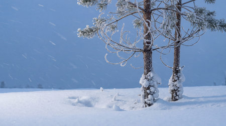 Snow covered pine trees standing in a windy winter landscape as falling snowflakes sweep across a frozen, serene countryside scene.の素材