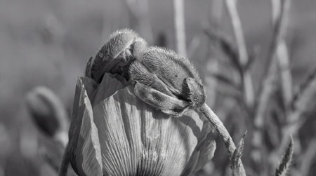 Close up of a blooming poppy flower bud opening in a natural meadow with delicate petals and detailed texture in soft light.の素材