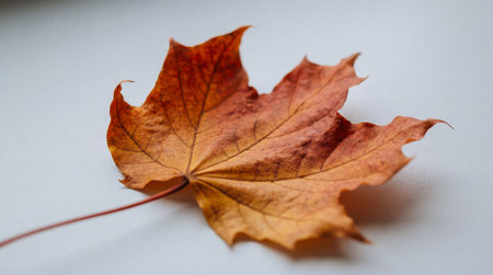 Single dried maple leaf resting on white surface showcasing autumn colors, delicate texture, and seasonal natural minimal composition.の素材