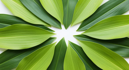 Symmetrical arrangement of vibrant green leaves forming a circular pattern on a white background with fresh natural texture.の素材