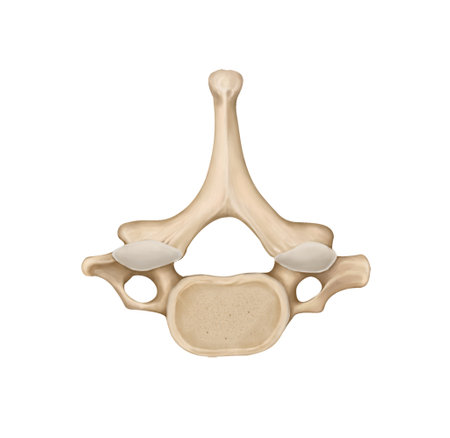 Human bone anatomy. 3d illustration isolated on white background. Clipping path included.