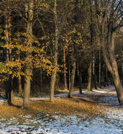 autumn wood, first snow and yellow leaves in the light of sunbeamsの写真素材