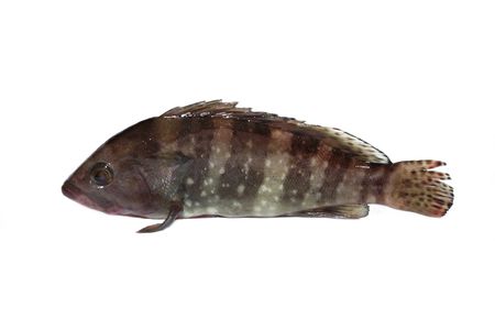 grouper fish1