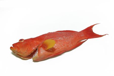 grouper fish_red