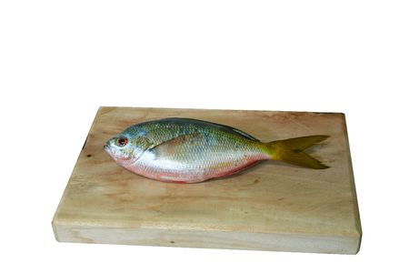 yellowtail fish