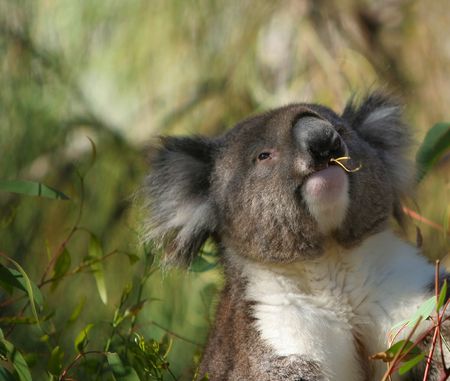 koala big sizeの写真素材