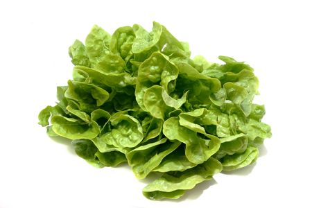 butterhead lettuce 1の写真素材