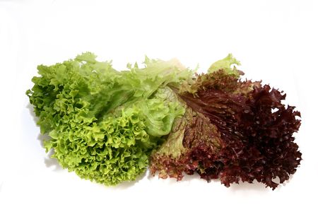 lactuca sativa lettuce 2の写真素材