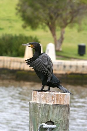 Australian Great Commorant bird