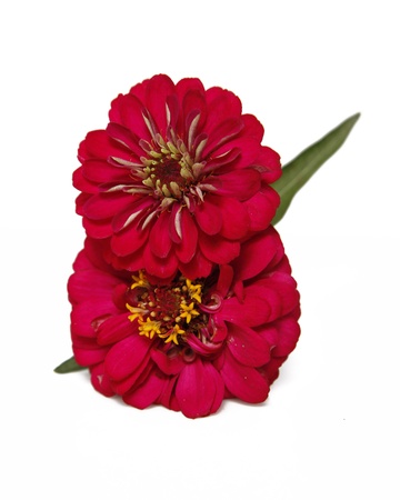 flowerの写真素材