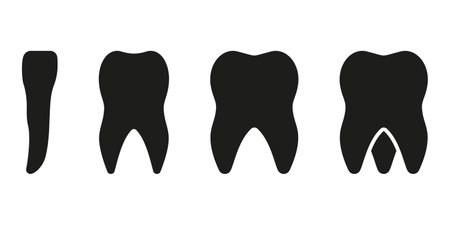 Types of Human Teeth Silhouette Icon. Incisor, Canine, Premolar, Molar Teeth Glyph Pictogram. Adult Tooth Anatomy. Dental Treatment Solid Sign. Dentistry Symbol. Isolated Vector Illustrationのイラスト素材
