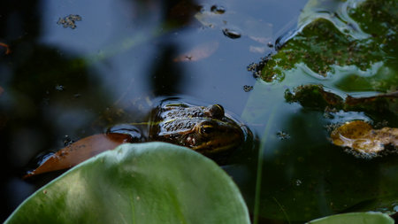Frog in the water of a pond, close-up.の写真素材