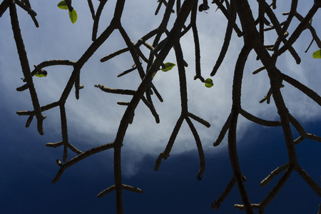 Dead-finger tree isolated on a blue sky backgroundの写真素材
