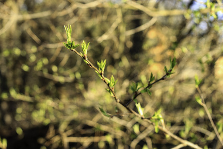 The first spring gentle leaves, buds and branches macro background