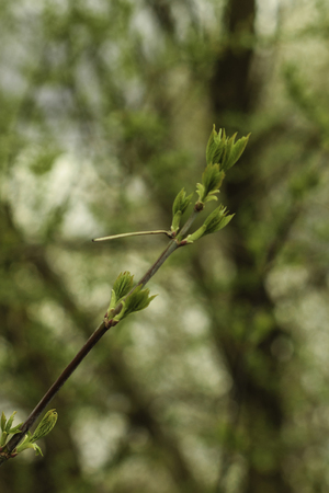 The first spring gentle leaves, buds and branches macro backgroundの写真素材