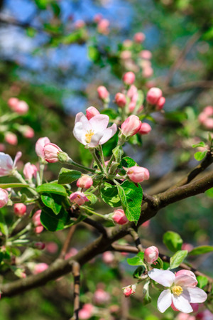 Flowers of the apple blossoms at spring season, Mayの写真素材