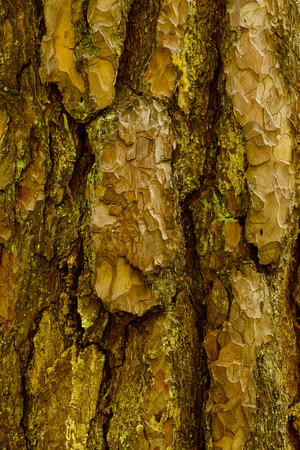 Bark of Pine Tree texture
