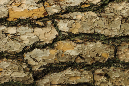 the bark of pine tree