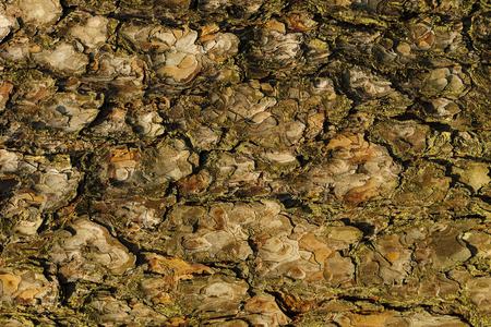 the bark of pine treeの写真素材