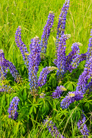 Lupinus, lupin, lupine field with pink purple and blue flowers at summer season