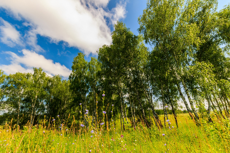 Beautiful landscape - green summer birchwood. Birch forest at sunny day.の写真素材