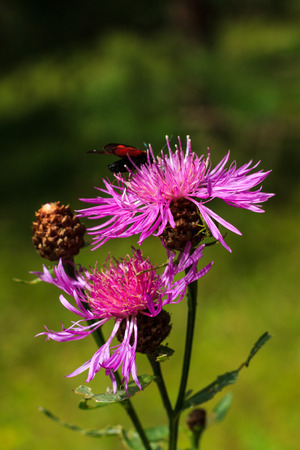 wild flowers at sunny day with insect isolated at meadow background, macroの写真素材