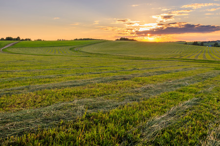 Sunset at cultivated land in the countryside on a summer evening with bkue sky background....