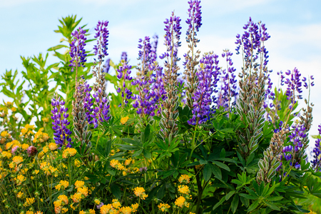 Blooming yellow clover and purple lupine in the summer season.の写真素材