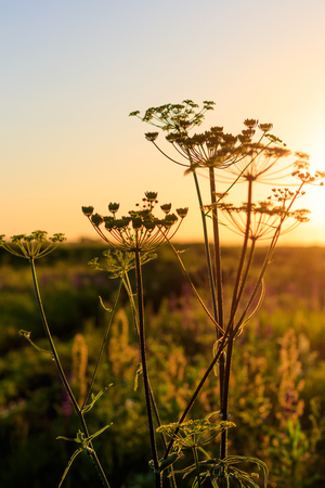 Weeds on a sunset background in the summer season.の写真素材