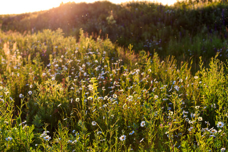 Chamomile meadow in the summer in the golden hour with glare of the sun.