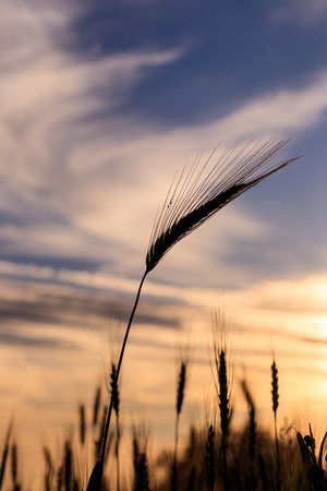 Young ears of rye at sunset in summer evening.の写真素材