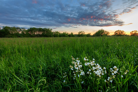 Scene of beautiful sunset at summer field with willow trees, white flowers on foreground  and grass. Landscape.の写真素材