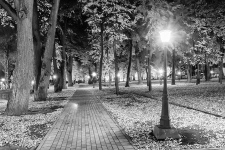City night park in autumn with paths strewn with fallen yellow leaves and trees. Landscape. Monochrome.の写真素材