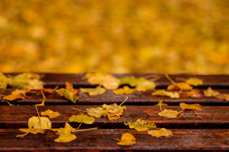 Bench with maple leaves in autumn park after rain.の写真素材